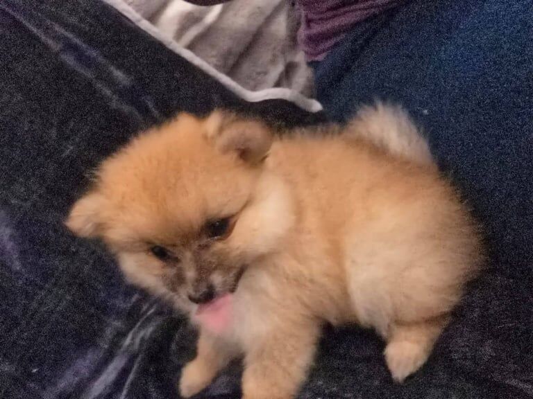 Pomeranian puppies for sale in Aberdeen, City of Aberdeen – 11 months old - Image 3 of 3