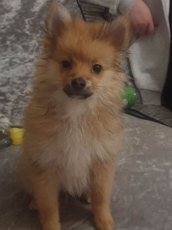 Pomeranian Puppies For Sale