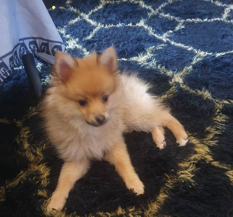 Puppy pomerang - Image 2 of 6