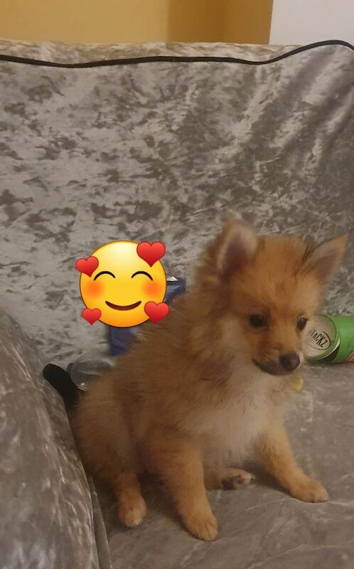 Puppy pomerang - Image 3 of 6