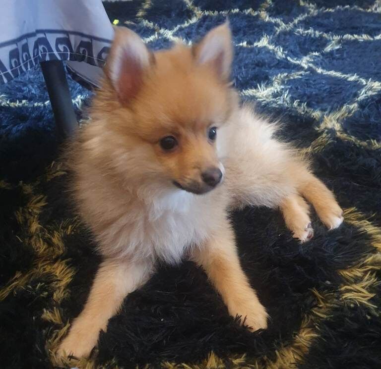 Puppy pomerang - Image 4 of 6