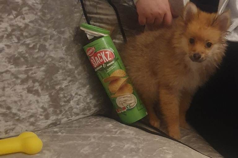 Puppy pomerang - Image 5 of 6