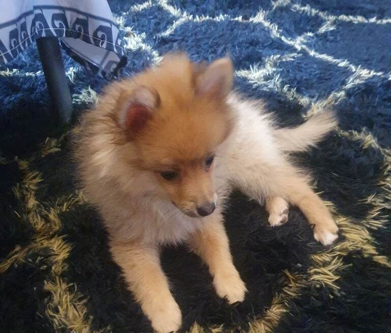 Puppy pomerang - Image 6 of 6