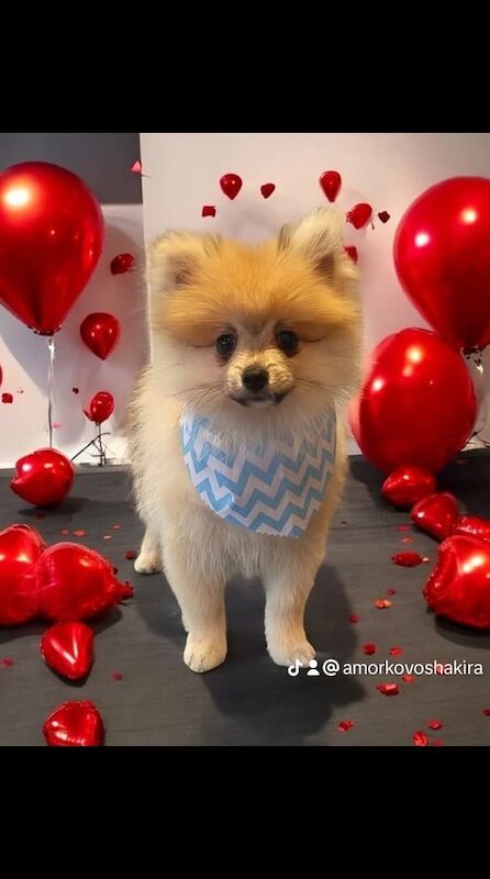 Puppy Pomeranian for sale in Newcastle upon Tyne, Tyne and Wear