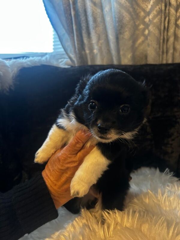 Pomeranian puppies for sale in Sutton in Ashfield, Nottinghamshire – 5 months old - Image 2 of 6