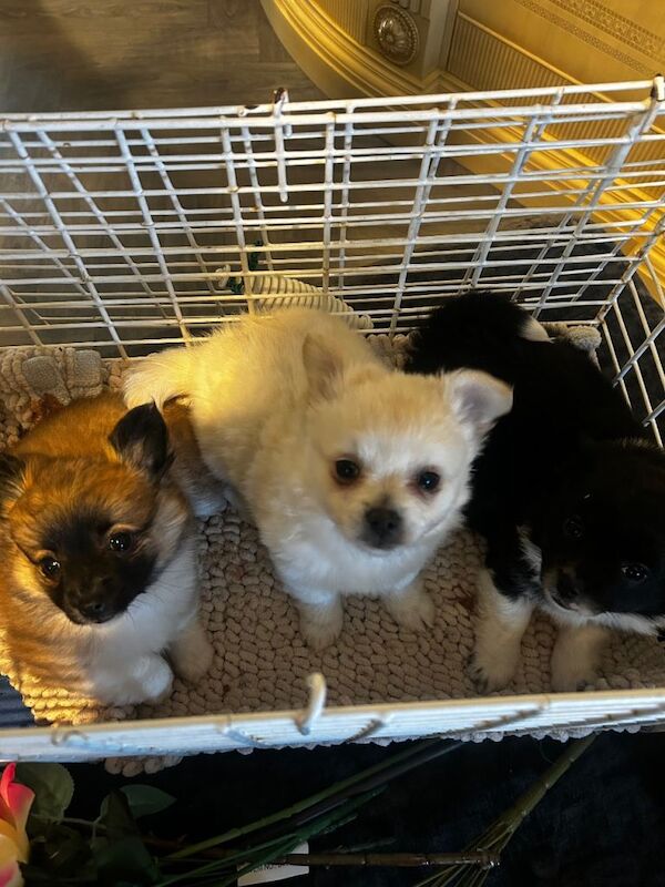 Pomeranian puppies for sale in Sutton in Ashfield, Nottinghamshire – 5 months old - Image 3 of 6