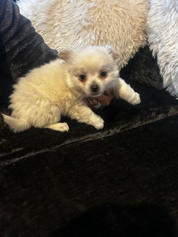 Pomeranian puppies for sale in Sutton in Ashfield, Nottinghamshire – 5 months old - Image 4 of 6