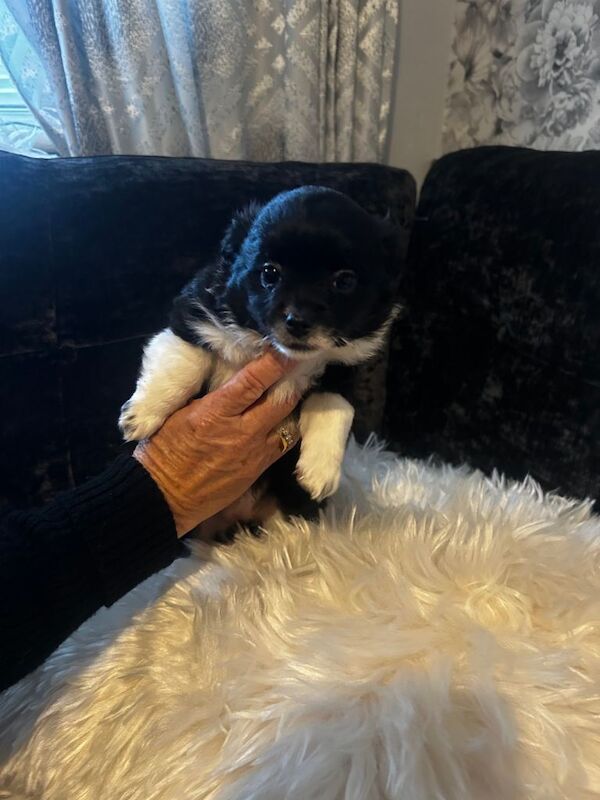 Pomeranian puppies for sale in Sutton in Ashfield, Nottinghamshire – 5 months old - Image 5 of 6
