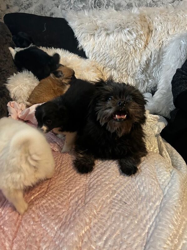 Pomeranian puppies for sale in Sutton in Ashfield, Nottinghamshire – 5 months old - Image 6 of 6