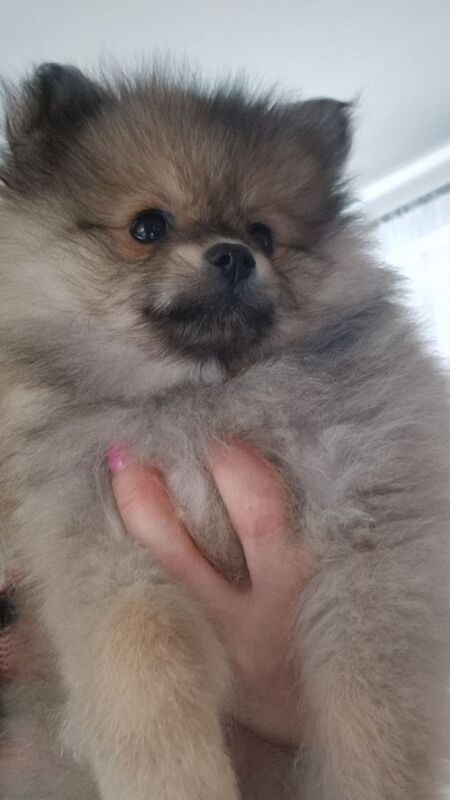 Puppy pomeranian They are waiting for their loving homes.