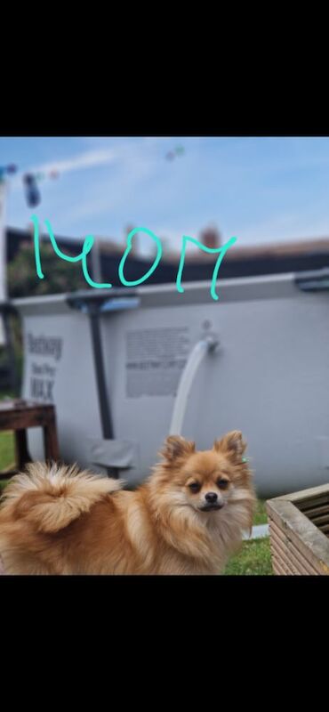 Puppy pomeranian They are waiting for their loving homes. - Image 3 of 14