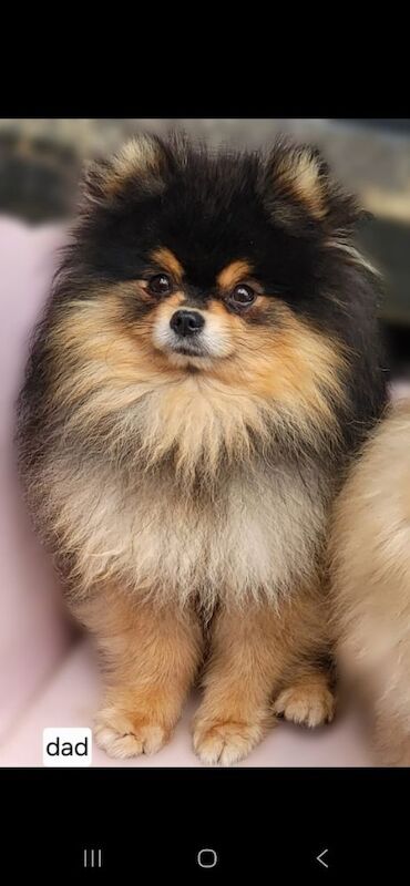 Puppy pomeranian They are waiting for their loving homes. - Image 4 of 14