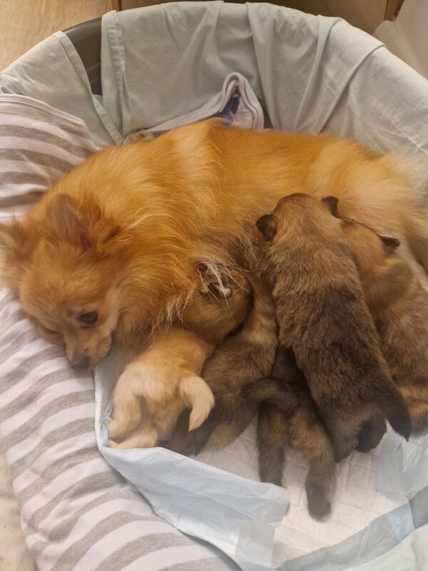 Puppy pomeranian They are waiting for their loving homes. - Image 5 of 14