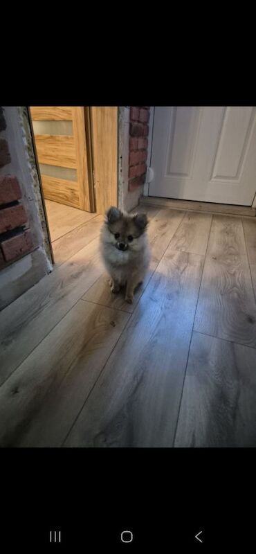 Puppy pomeranian They are waiting for their loving homes. - Image 6 of 14