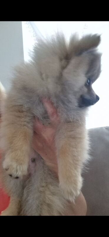 Puppy pomeranian They are waiting for their loving homes. - Image 8 of 14