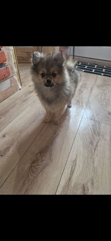 Puppy pomeranian They are waiting for their loving homes. - Image 9 of 14