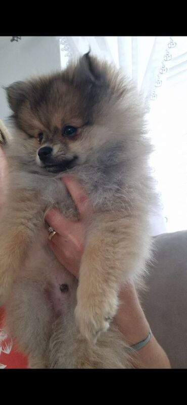 Puppy pomeranian They are waiting for their loving homes. - Image 10 of 14