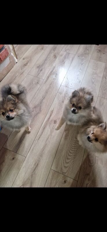 Puppy pomeranian They are waiting for their loving homes. - Image 12 of 14