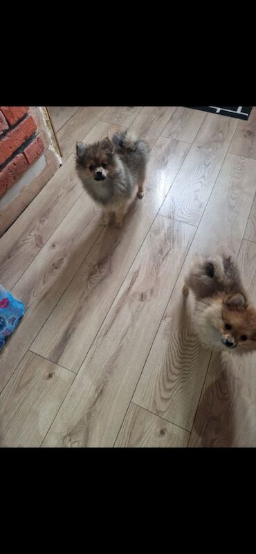 Puppy pomeranian They are waiting for their loving homes. - Image 13 of 14
