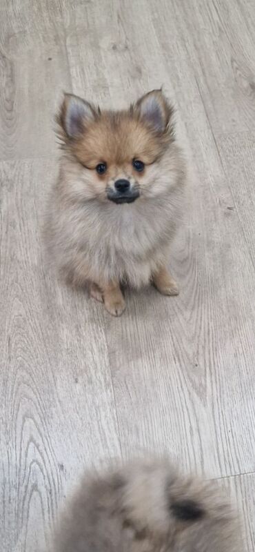Puppy pomeranian They are waiting for their loving homes. - Image 14 of 14