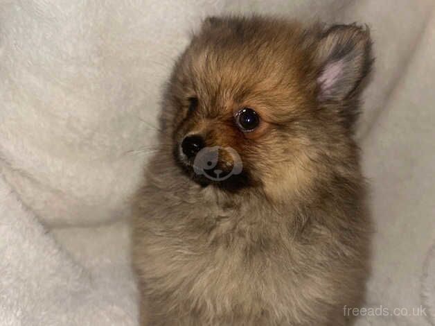 Pomeranian puppies for sale in Bolton, East Lothian – 1 year old - Image 2 of 5