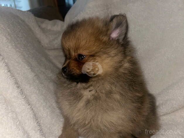 Pomeranian puppies for sale in Bolton, East Lothian – 1 year old - Image 3 of 5