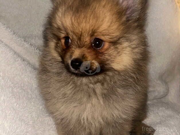 Pomeranian puppies for sale in Bolton, East Lothian – 1 year old - Image 4 of 5
