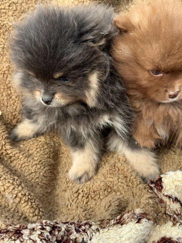 Pure bred Pom pups for sale in Peterborough, Cambridgeshire