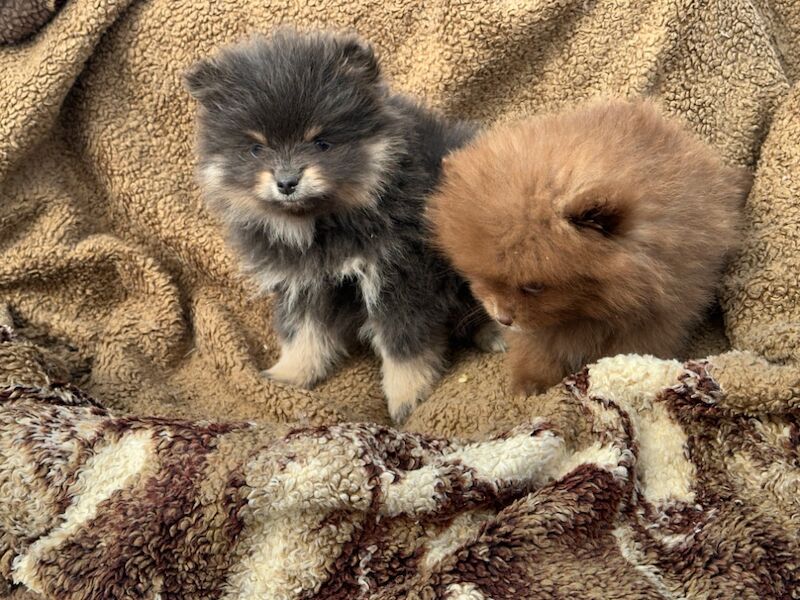 Pure bred Pom pups for sale in Peterborough, Cambridgeshire | Image 2