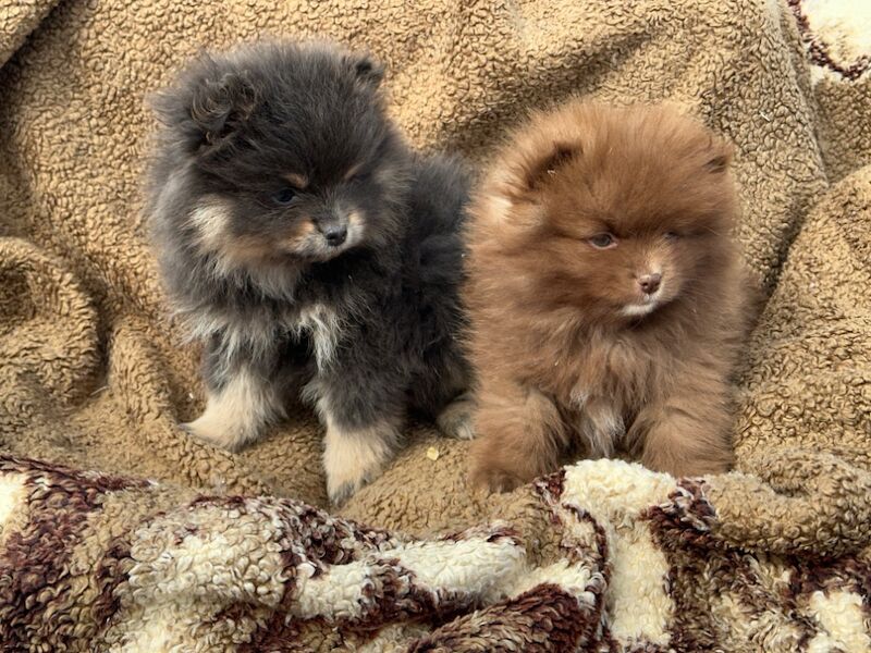 Pure bred Pom pups for sale in Peterborough, Cambridgeshire | Image 3