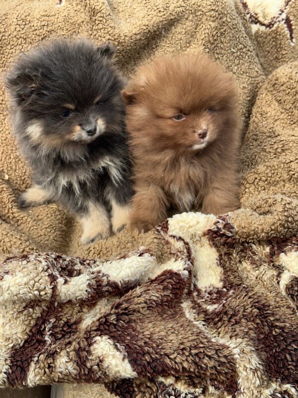 Pomeranian puppies for sale in Peterborough, Cambridgeshire – 3 months old - Image 4 of 8