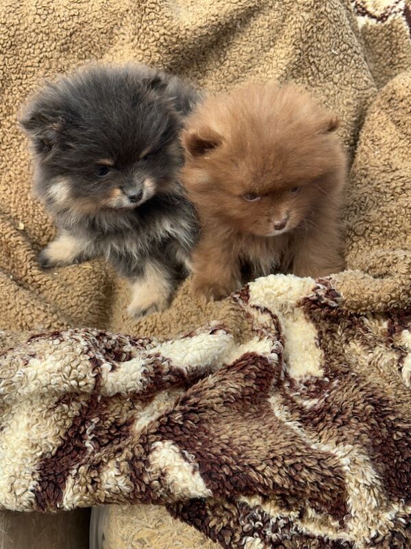 Pomeranian puppies for sale in Peterborough, Cambridgeshire – 3 months old - Image 5 of 8