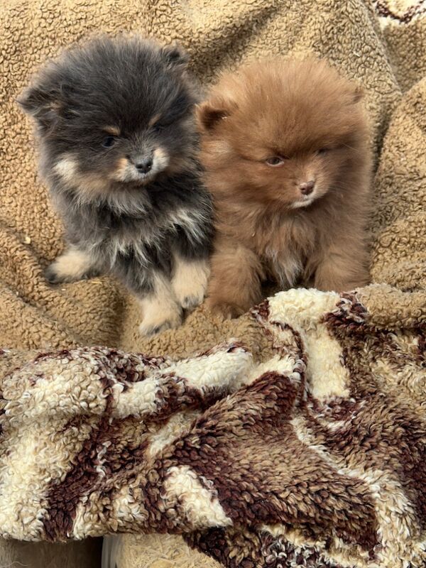 Pomeranian puppies for sale in Peterborough, Cambridgeshire – 3 months old - Image 6 of 8
