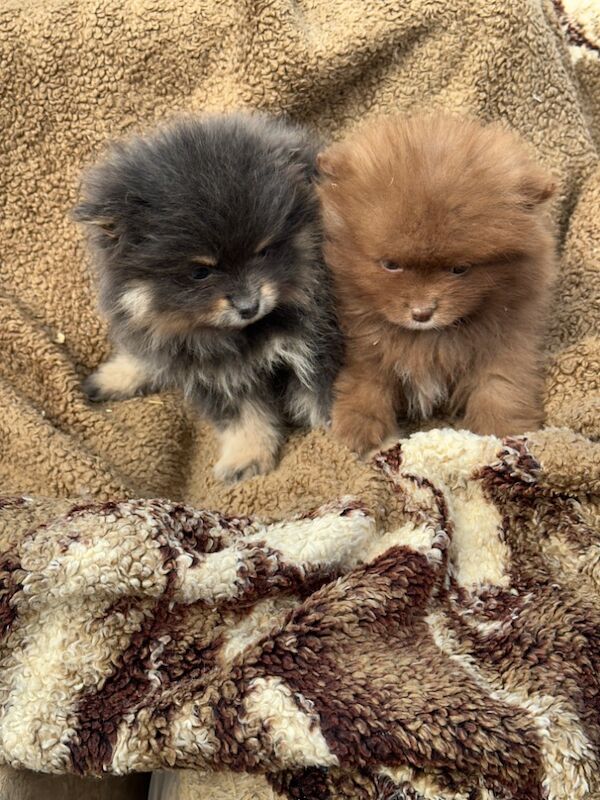 Pomeranian puppies for sale in Peterborough, Cambridgeshire – 3 months old - Image 7 of 8