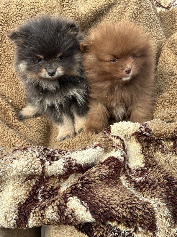 Pomeranian puppies for sale in Peterborough, Cambridgeshire – 3 months old - Image 8 of 8