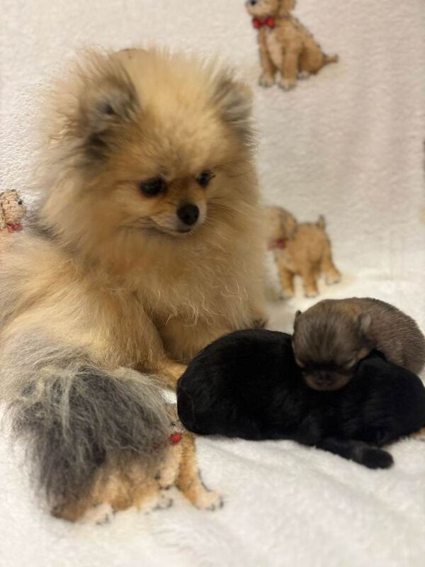 Pomeranian puppies for sale in Eglinton, County Londonderry – 3 months old - Image 2 of 3