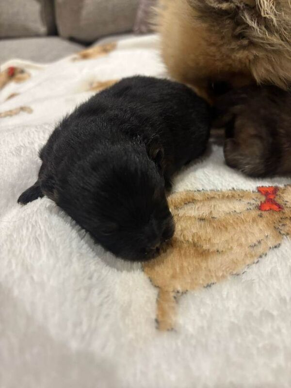 Pomeranian puppies for sale in Eglinton, County Londonderry – 3 months old - Image 3 of 3