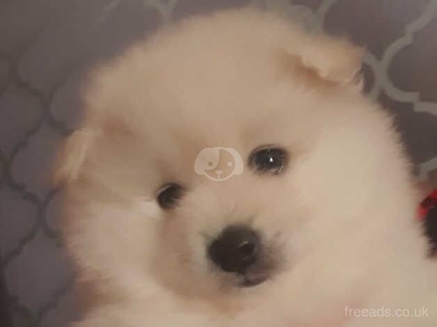 Pomeranian puppies for sale in Nottingham, Nottinghamshire – 1 year old - Image 1 of 5