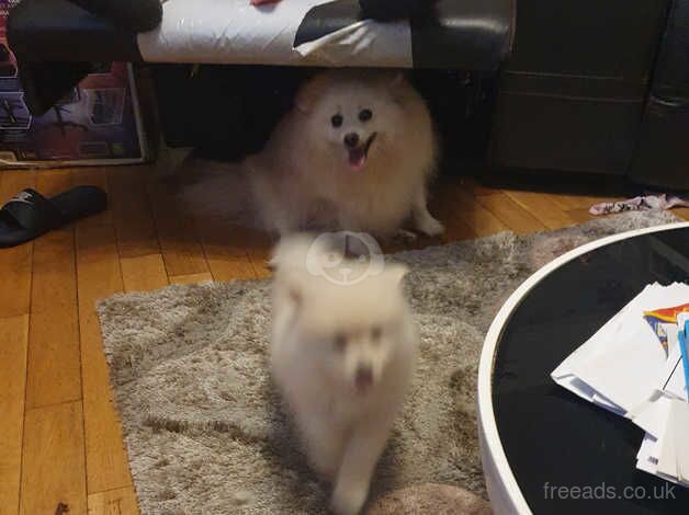 Pomeranian puppies for sale in Nottingham, Nottinghamshire – 1 year old - Image 2 of 5