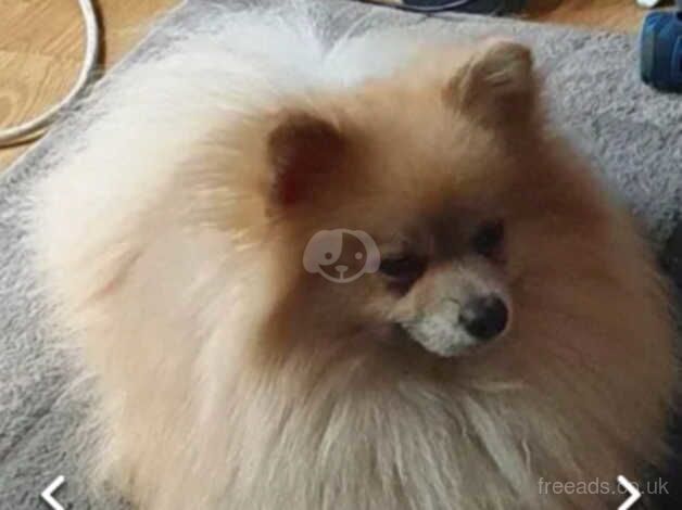 Pomeranian puppies for sale in Nottingham, Nottinghamshire – 1 year old - Image 3 of 5