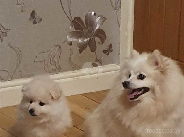 Pomeranian puppies for sale in Nottingham, Nottinghamshire – 1 year old - Image 4 of 5