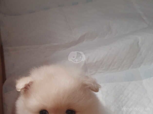 Pomeranian puppies for sale in Nottingham, Nottinghamshire – 1 year old - Image 5 of 5