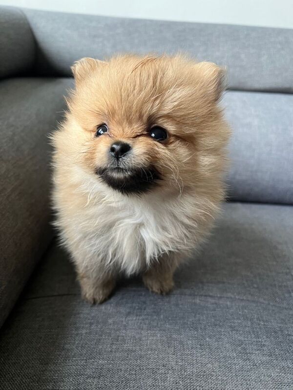 Pomeranian puppies for sale in Up Holland, Lancashire – 7 weeks old