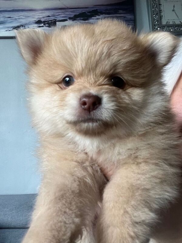 Pomeranian puppies for sale in Up Holland, Lancashire – 8 weeks old - Image 2 of 5