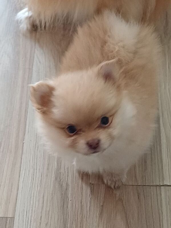 Pomeranian puppies for sale in Up Holland, Lancashire – 8 weeks old - Image 3 of 5