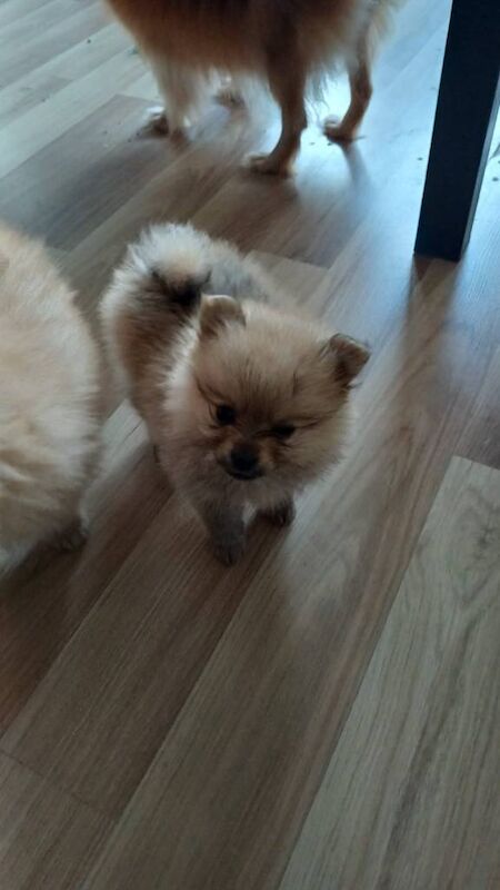 Pomeranian puppies for sale in Up Holland, Lancashire – 8 weeks old - Image 4 of 5