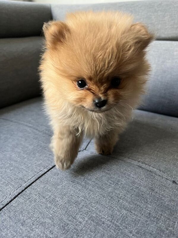 Pomeranian puppies for sale in Up Holland, Lancashire – 8 weeks old - Image 5 of 5