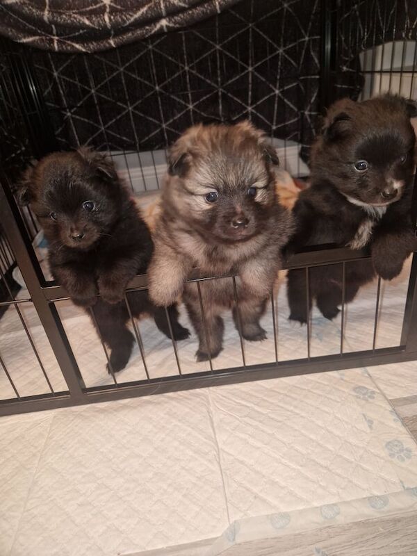 Pomeranian puppies for sale in Havant, Hampshire – 1 year old - Image 2 of 3