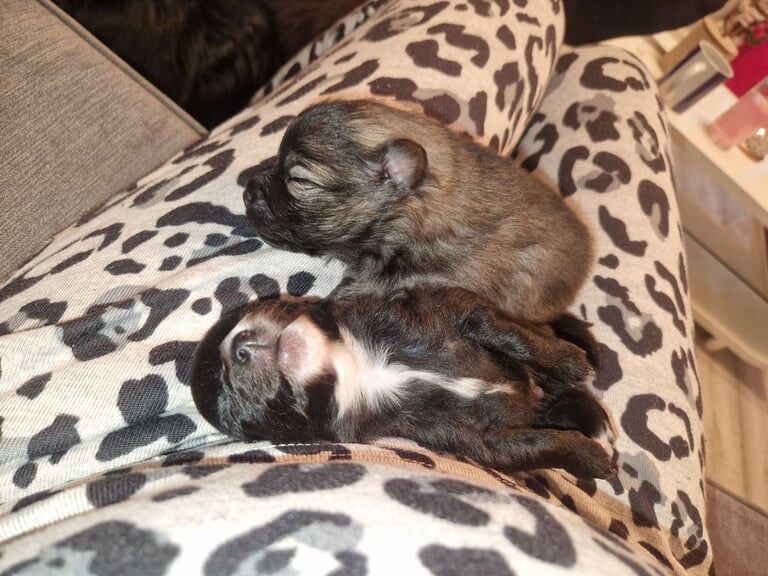 Pomeranian puppies for sale in Havant, Hampshire – 1 year old - Image 3 of 3