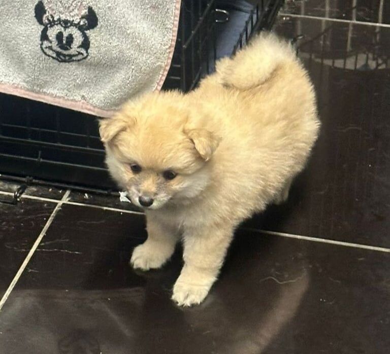 Pomeranian puppies for sale in Sherwood, Nottinghamshire – KC registered, 7 weeks old - Image 2 of 3
